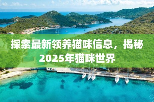 探索最新領養貓咪信息,揭秘2025年貓咪世界