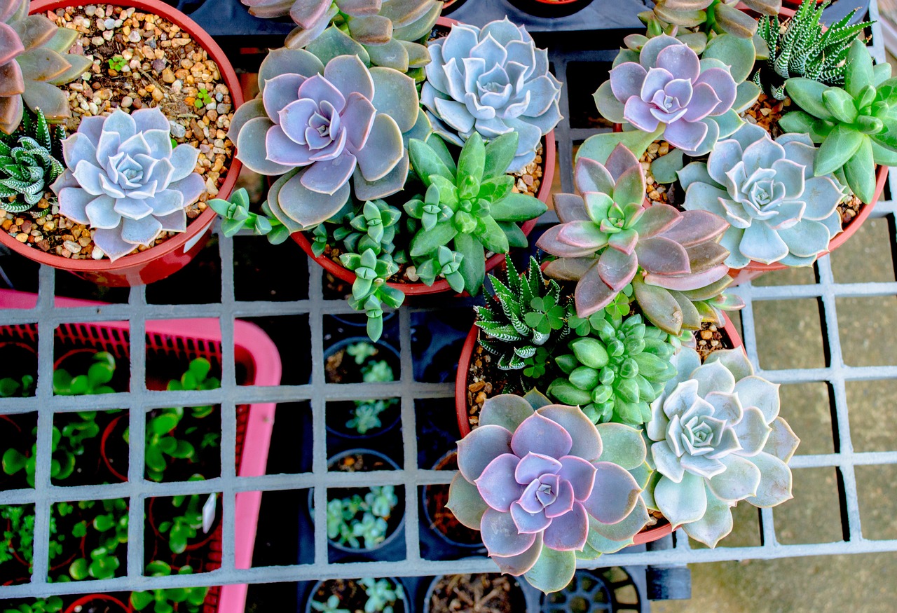 生姜高產(chǎn)栽培最新技術(shù)揭秘,創(chuàng)新種植策略助力生姜產(chǎn)業(yè)蓬勃發(fā)展