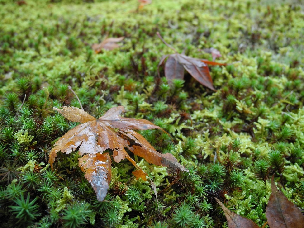 兩會(huì)最新動(dòng)態(tài),政策動(dòng)向聚焦,發(fā)展新篇章展望