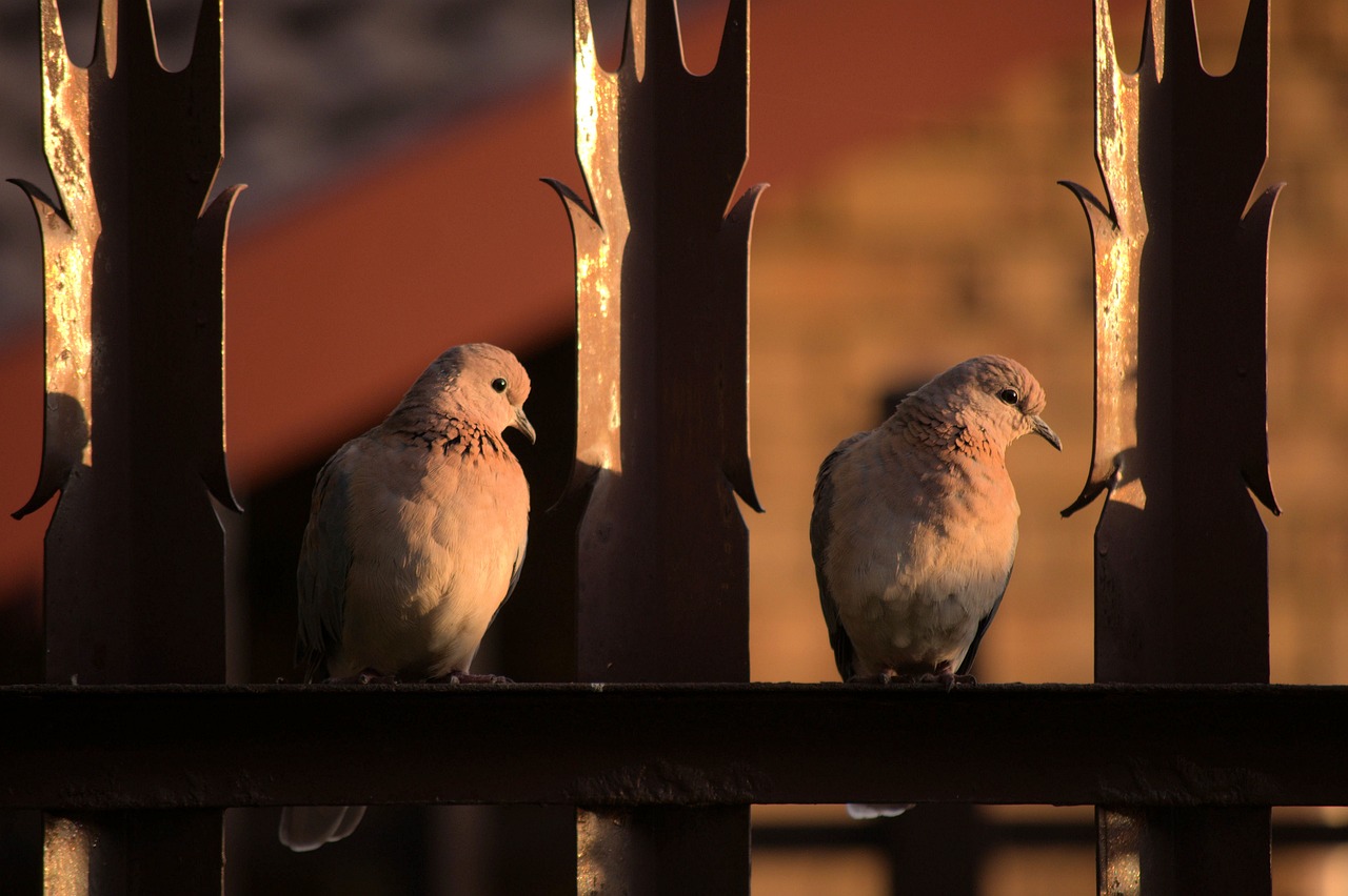 鄧文敏最新鑒鴿研究,探索前沿技術(shù)與鴿子潛力的無限可能