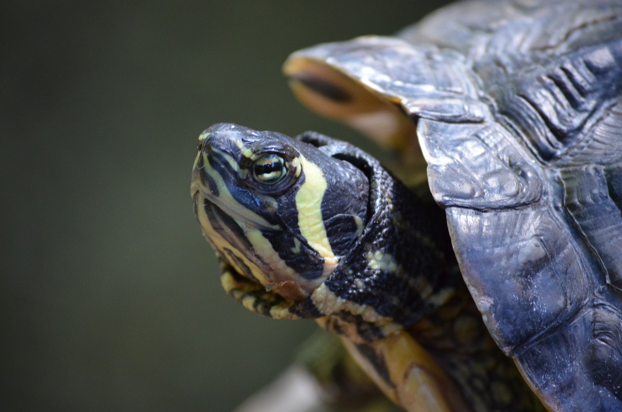 「探索最新報價資訊,6S官網報價動態一網打盡」