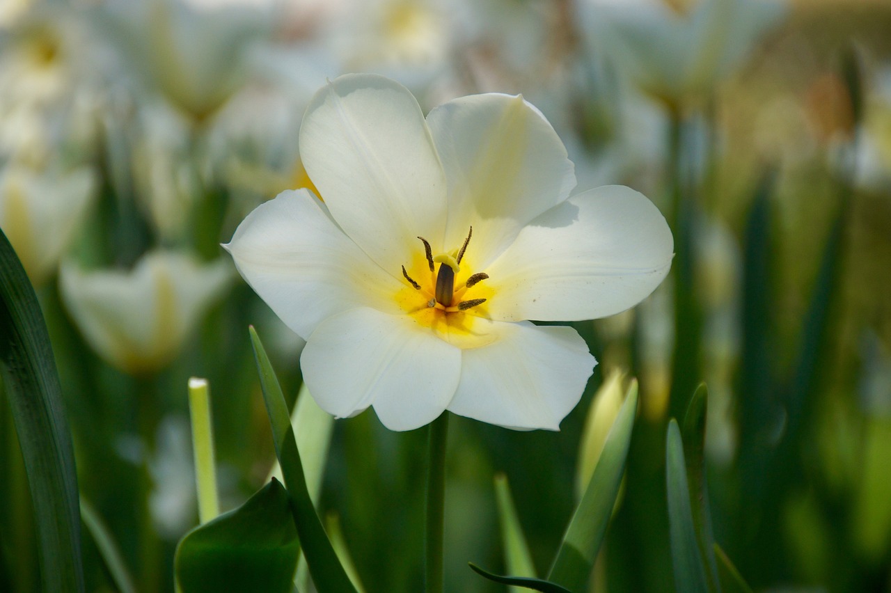 光迅科技股票最新深度解析及消息動態