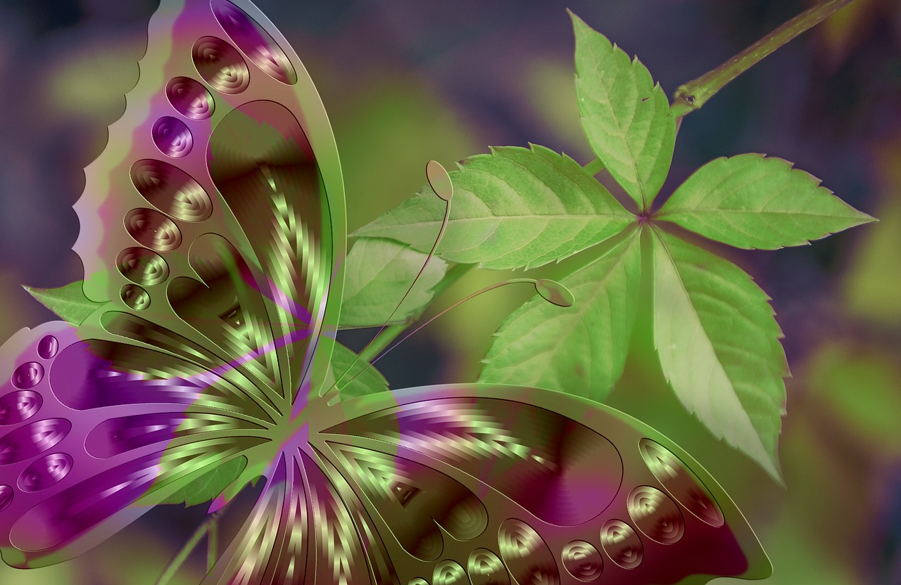 蝴蝶最新底板,科技與藝術的完美融合