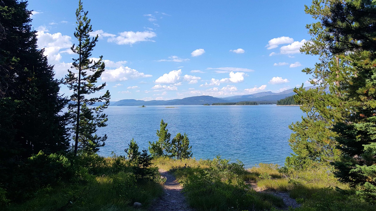 探索自然之美的獨特視角,樹林偷腥最新圖片揭秘