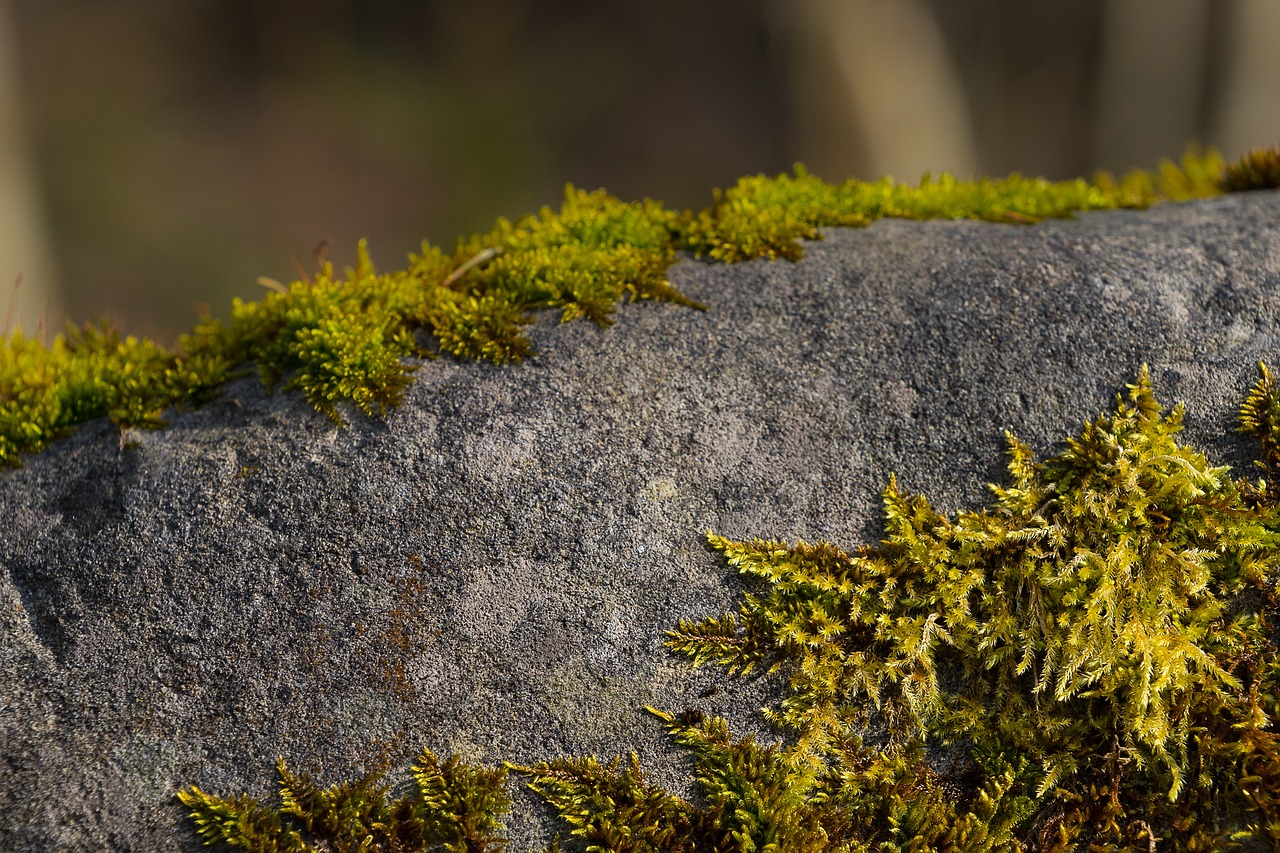水杉最新版,探索與應用前景