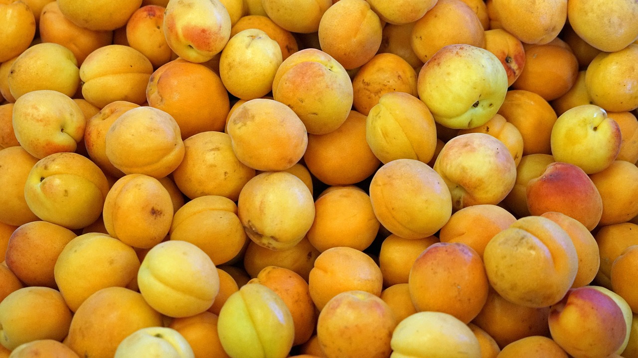 探索未來水果王國的瑰寶,最新黃桃品種亮相!