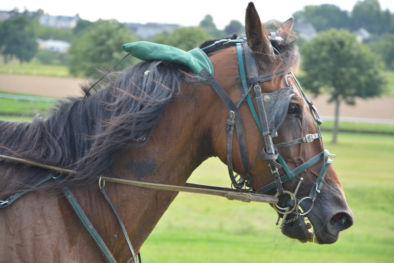 漢尼拔最新動態(tài)揭秘,傳奇人物新篇章開啟