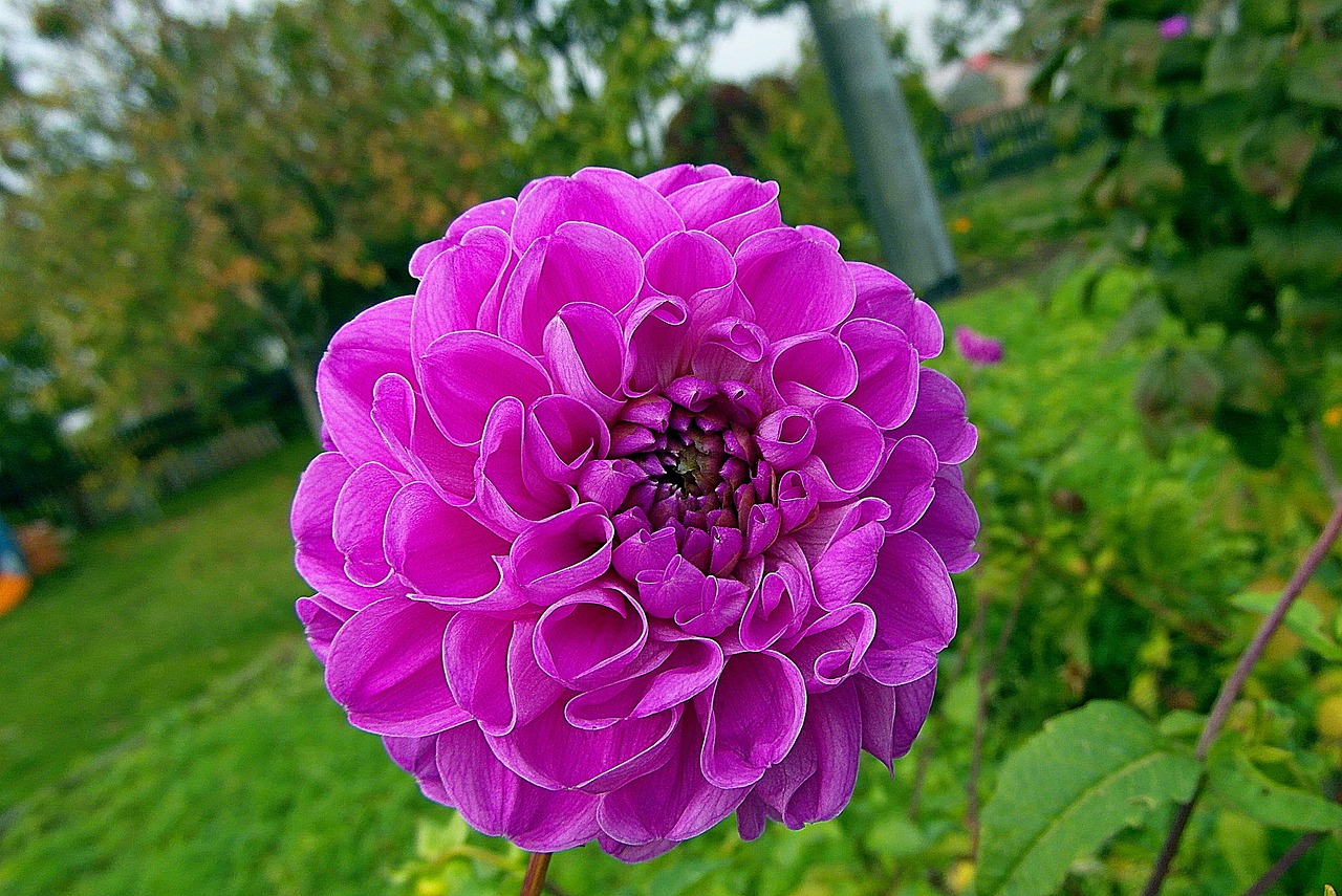 鴻福花園最新動態全面解析