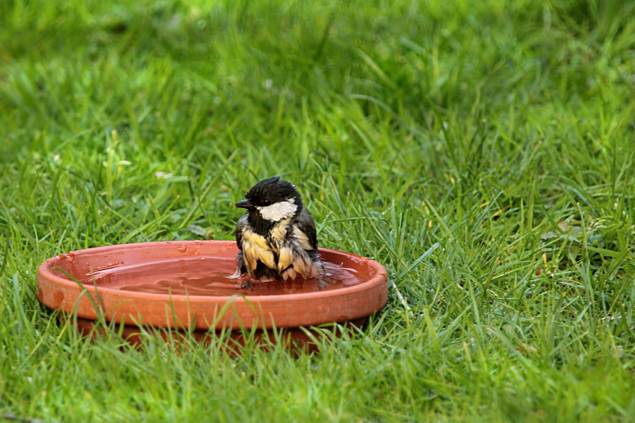 山東棉籽餅最新價格動態分析與趨勢預測