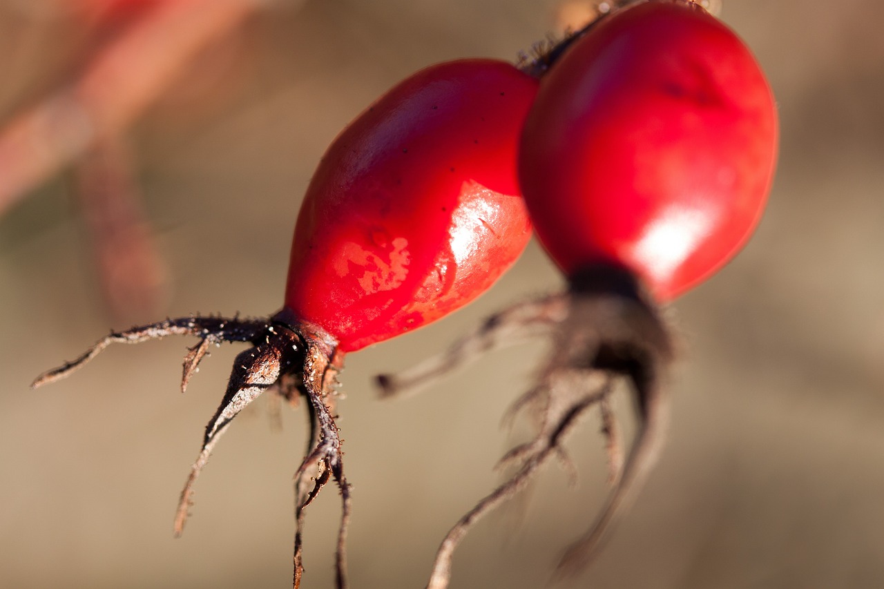 祝福紅城最新房價動態，實時更新，未來展望及購房指南