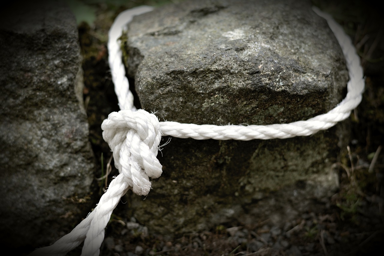 貉子皮尚村最新價格動態及分析