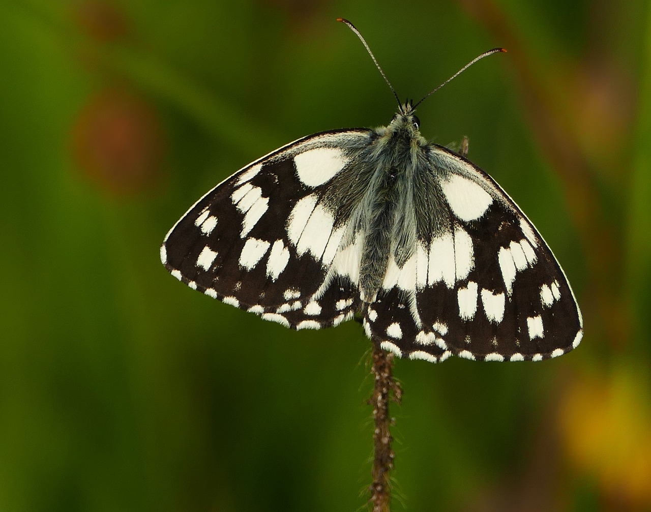 今日毛雞價格最新報價與市場動態分析摘要