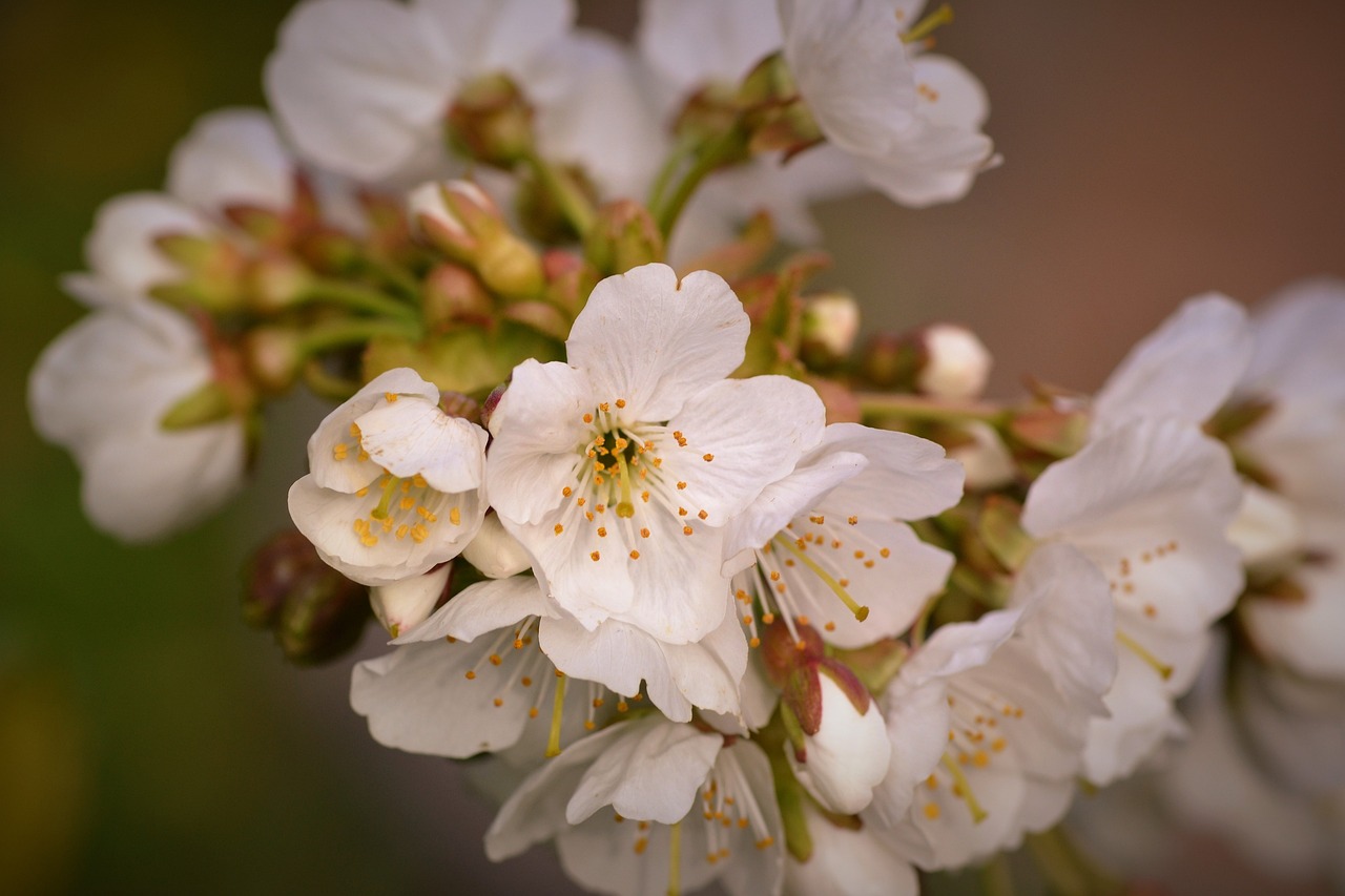 平谷馬坊最新動態(tài)報道,最新新聞更新