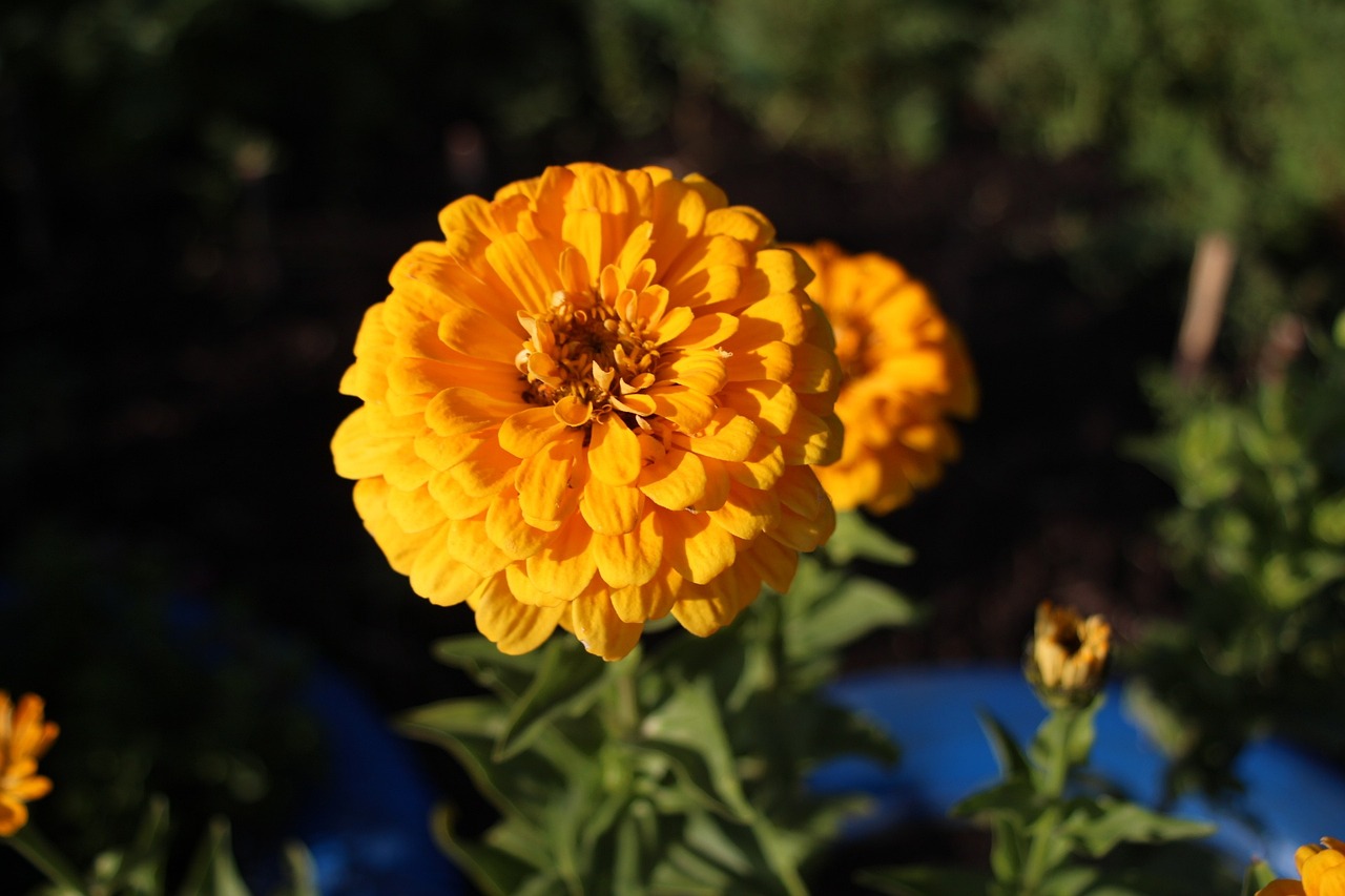 2024澳門天天開好彩大全蠱,植物養護_懸浮體驗版78.54.22