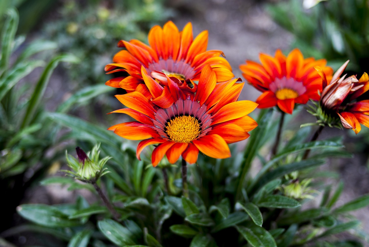 曹妃甸中糧最新招聘解析與動態信息速遞