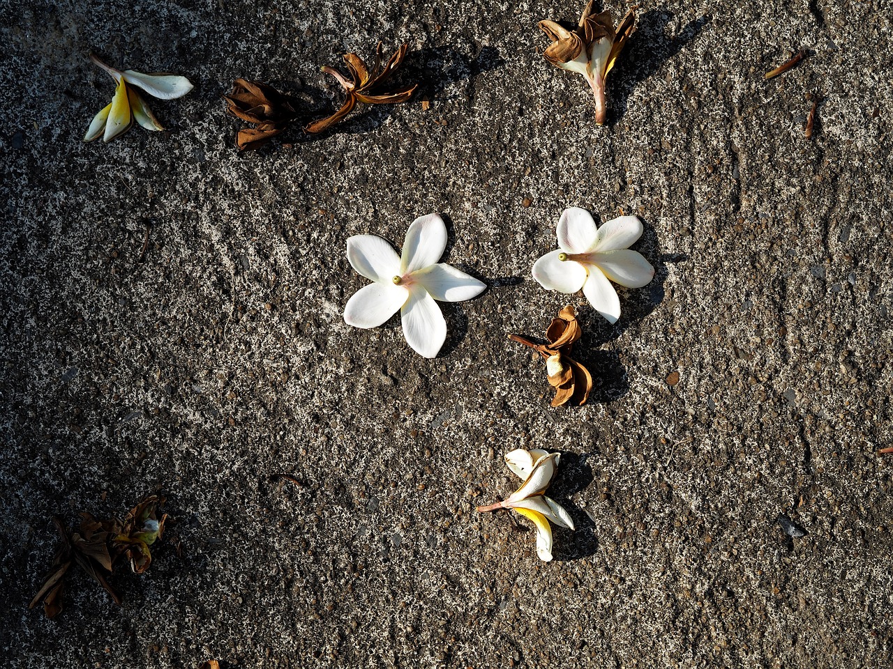 2024年11月 第60頁