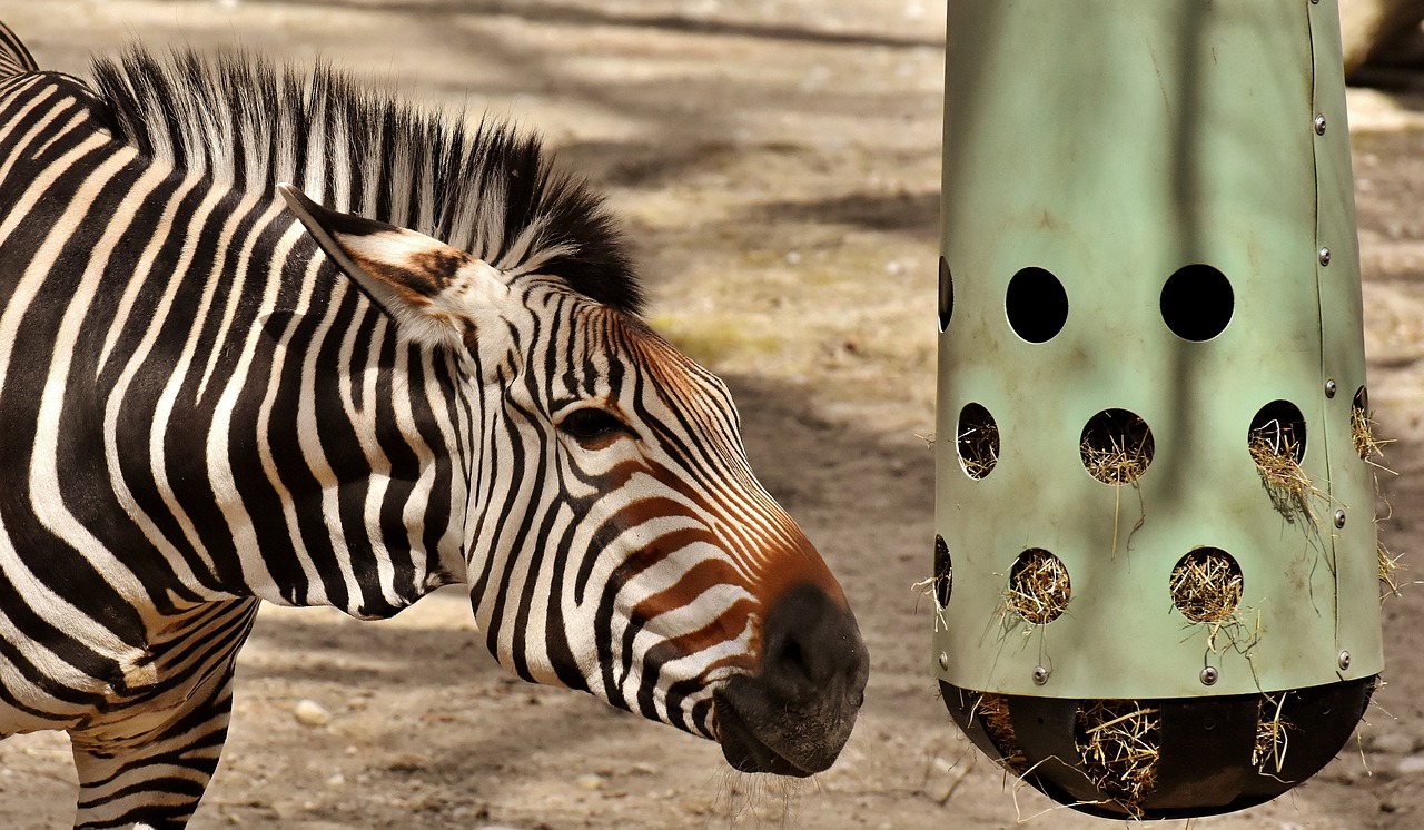 最新一期動物世界,探索自然界的奧秘與奇妙