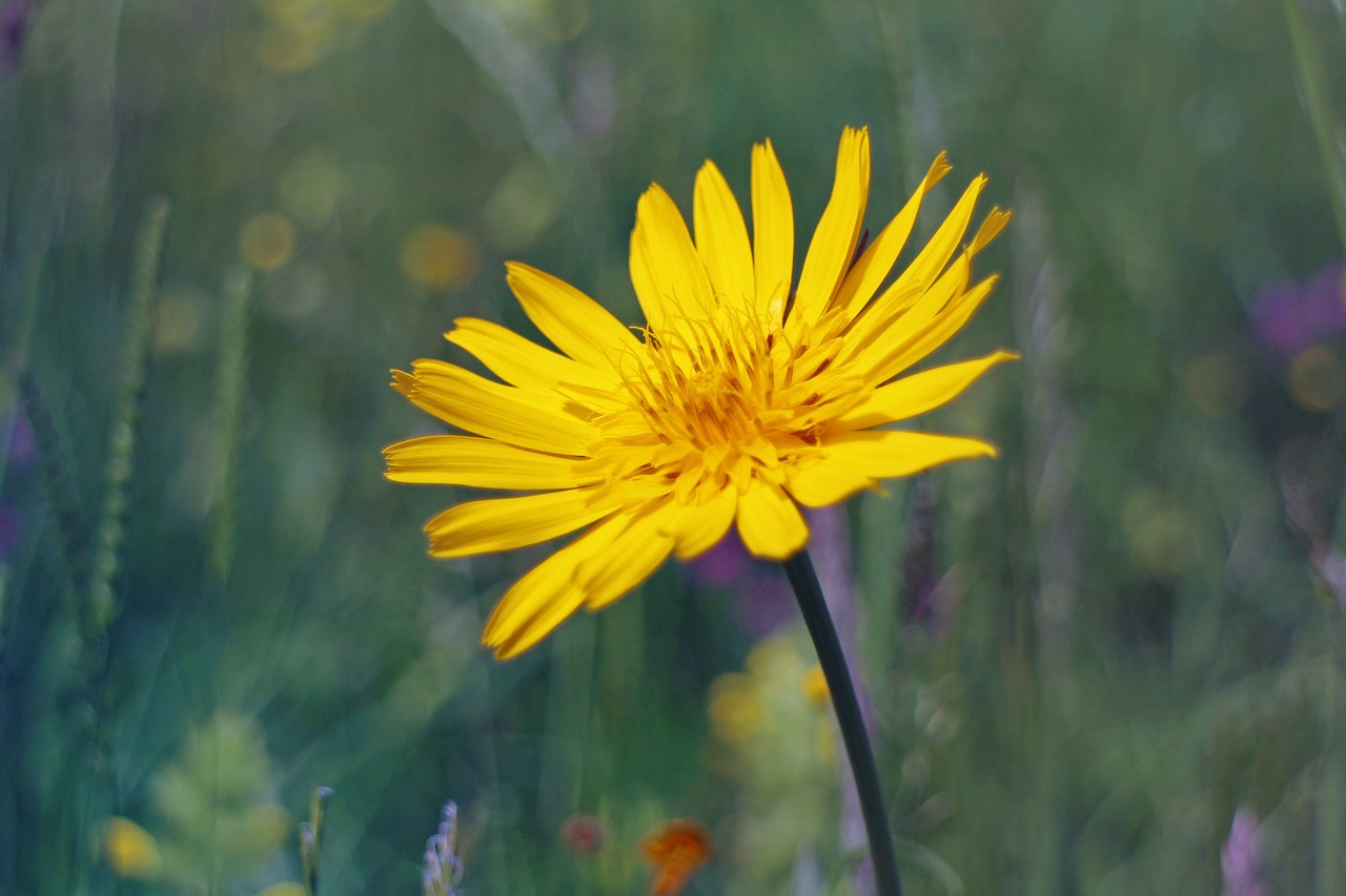 鑫科材料重組最新進展深度解析,最新動態與解析