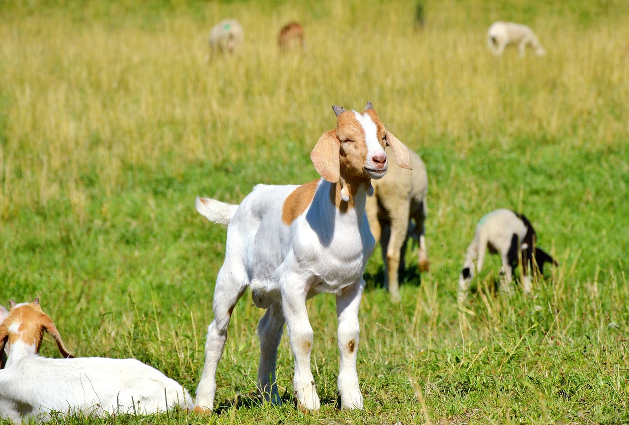 雅鴿最新版本下載與安裝指南,快速便捷的安裝教程