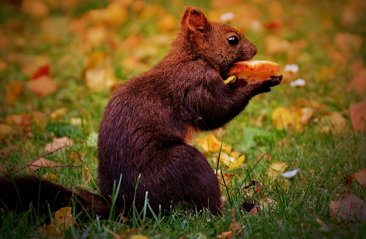吳美珩最新動態,娛樂新篇章的璀璨明星之路
