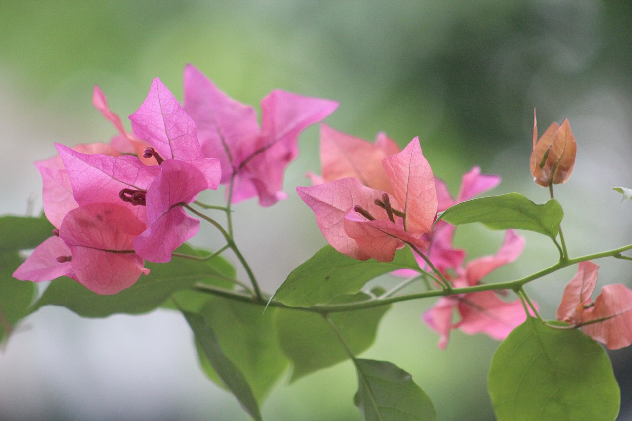 麥蘋果最新動態引領科技潮流,創新未來