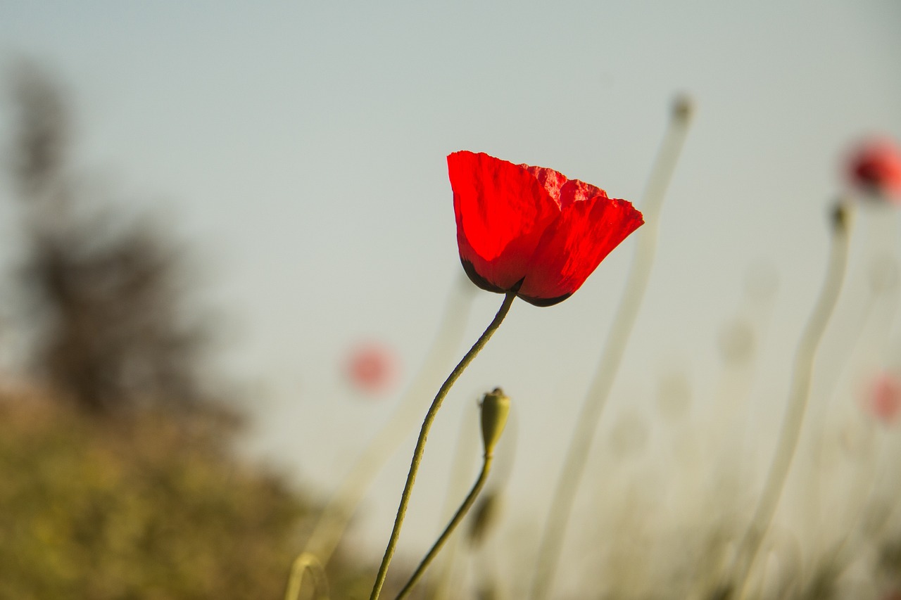 河北保定最新感染疫情，挑戰、應對策略及最新動態更新
