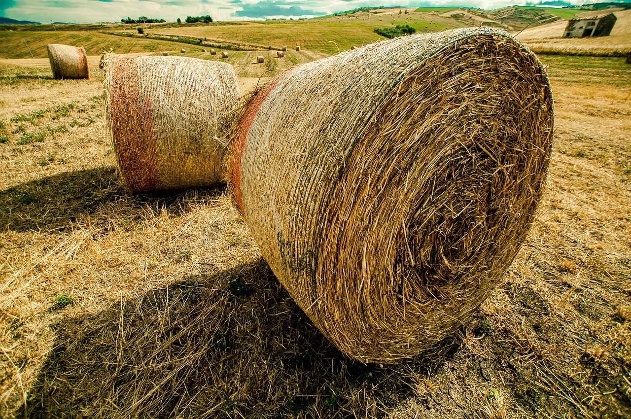 WRV最新動(dòng)態(tài),引領(lǐng)未來變革與突破