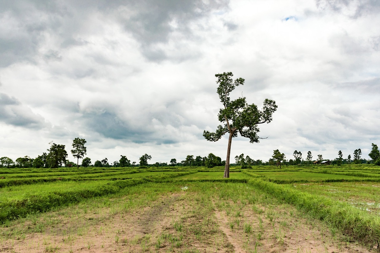 圣農(nóng)引領(lǐng)行業(yè)變革,塑造未來(lái)農(nóng)業(yè)新篇章的最新消息