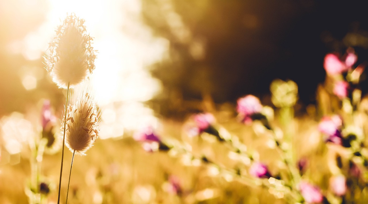 最新生日快樂圖片集錦,溫馨祝福與美好瞬間的集錦