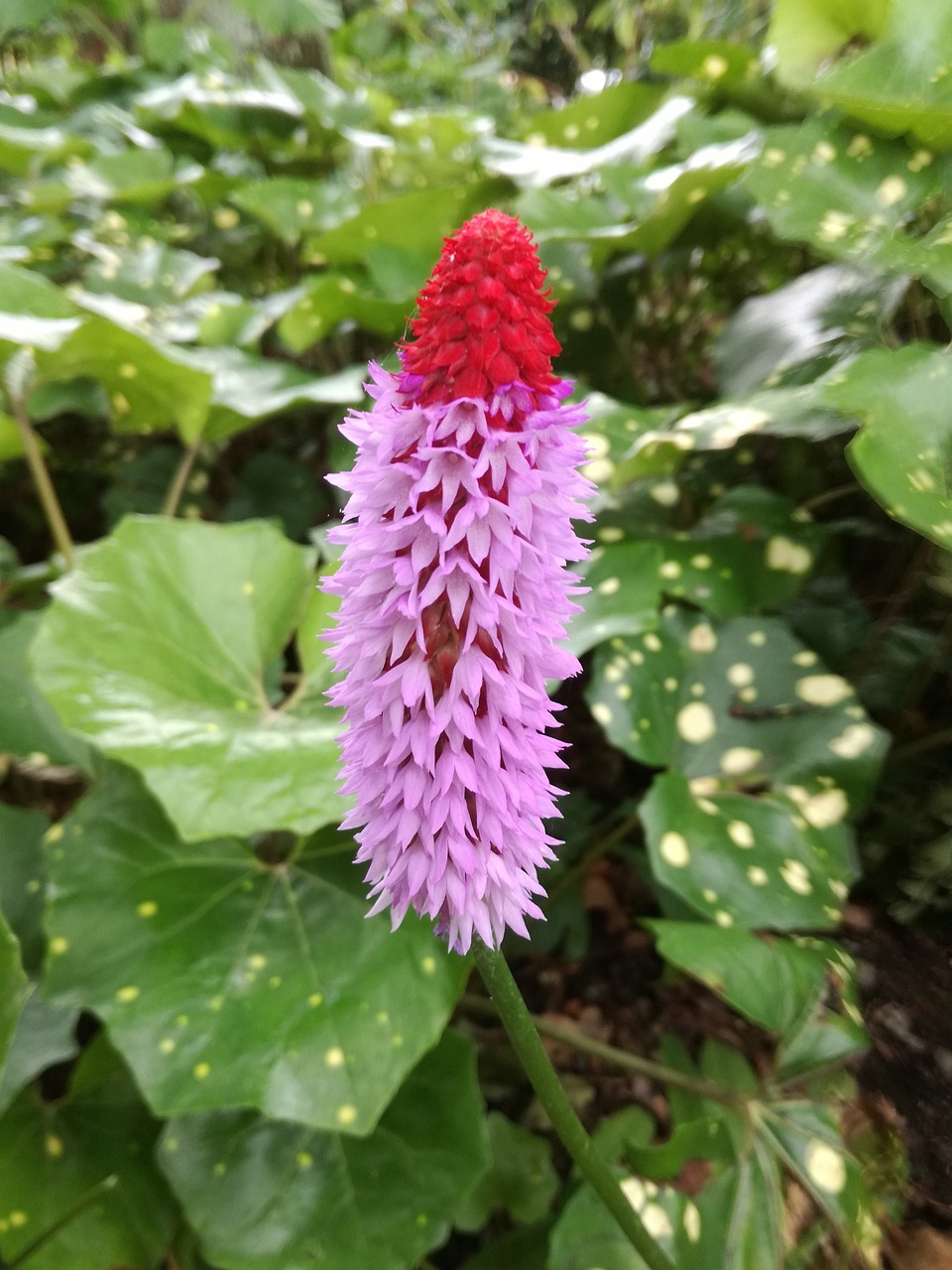 肥西春景花園最新房價概覽與動態分析