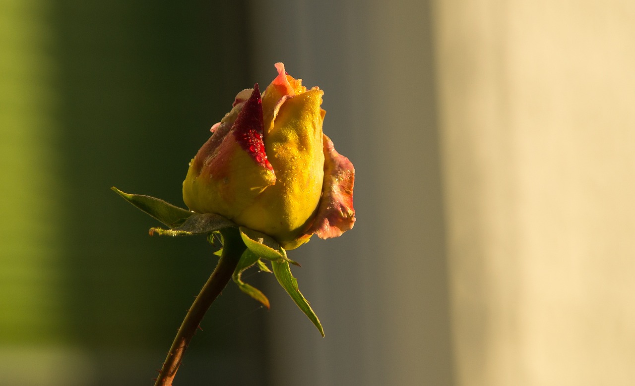 美好集團(tuán)最新動(dòng)態(tài)解讀,展望未來(lái)發(fā)展新篇章,全面解讀最新消息