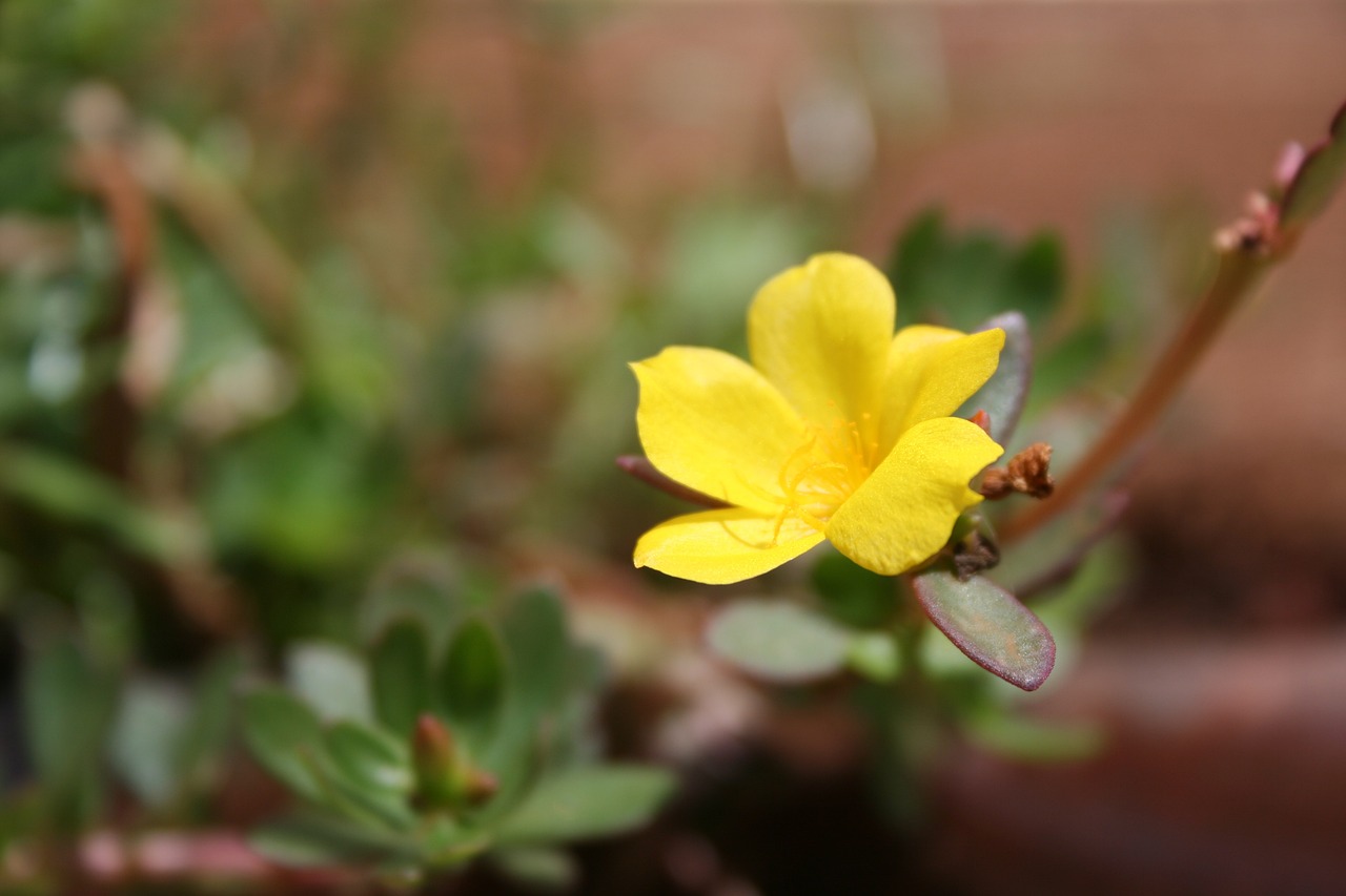 盈都君悅最新房價及動態分析概述