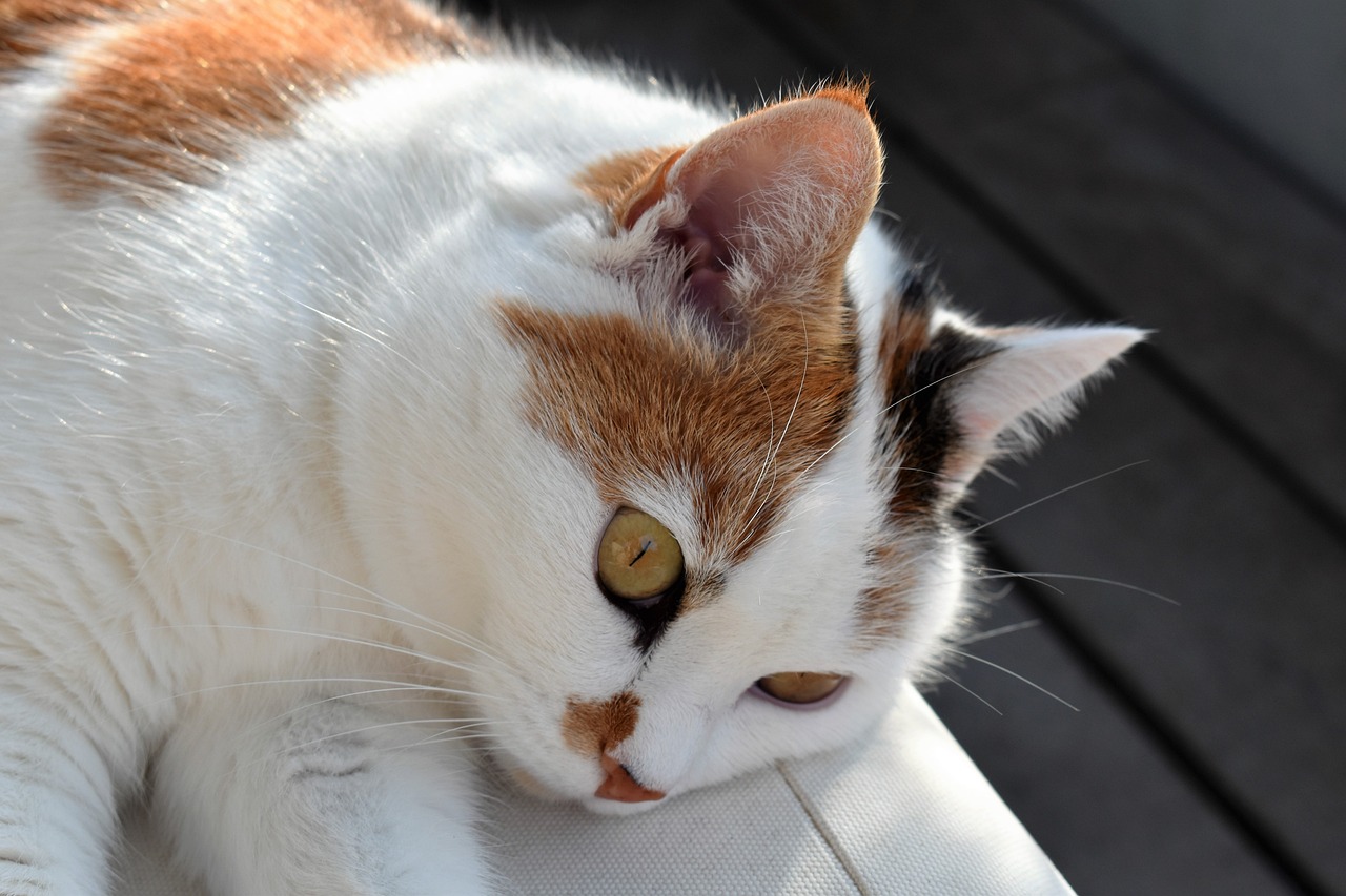 北五村改造最新動態(tài),重塑社區(qū),打造宜居環(huán)境