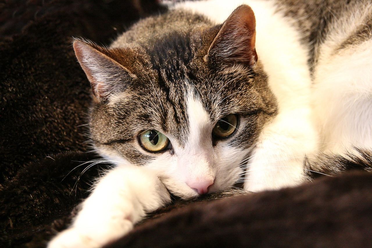 溫氏股份股票最新消息綜述發布,關注股票動態一網打盡!