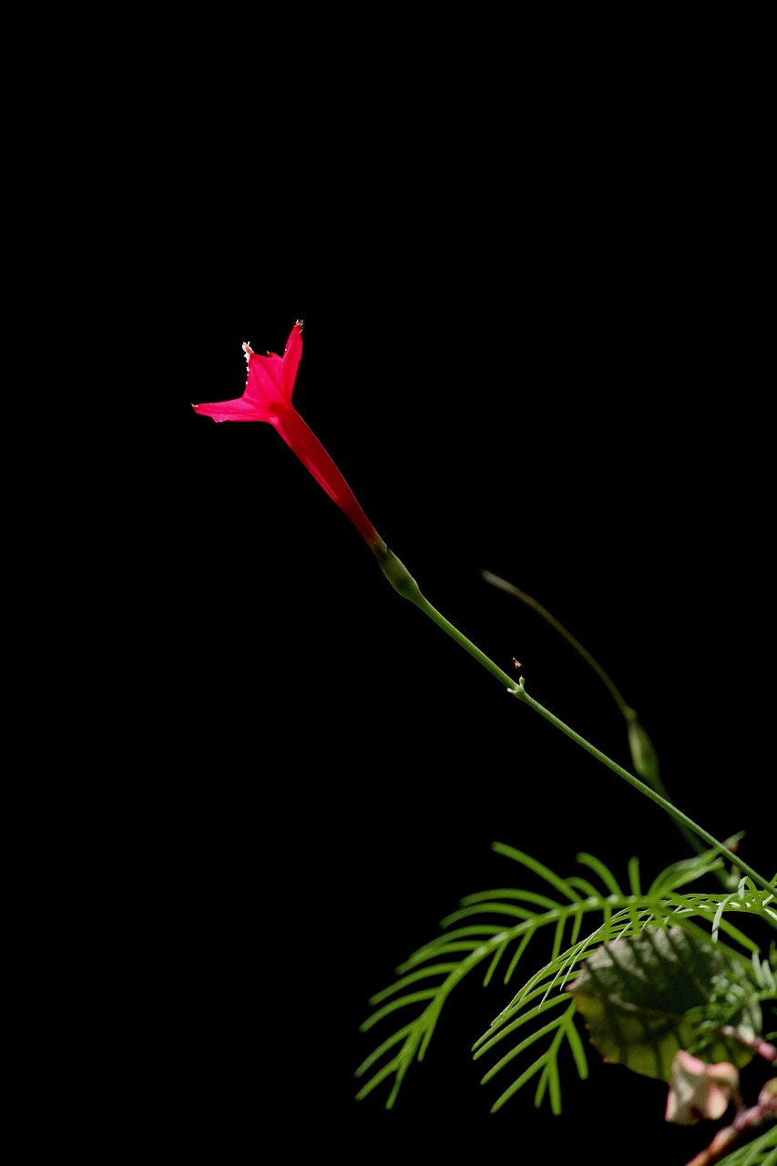 和邦生物股票最新消息全面解析與動態更新