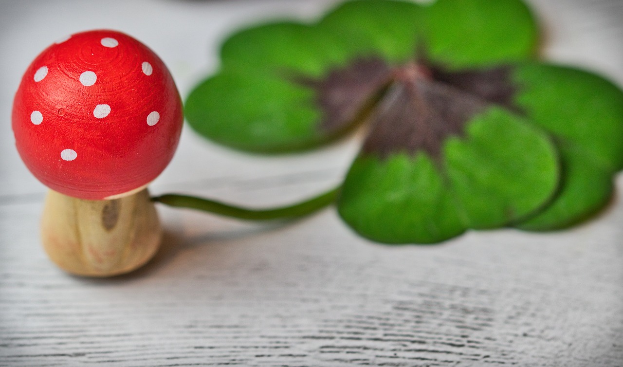 荷蘭大熊貓最新動態,友誼使者與和平的象征更新揭秘