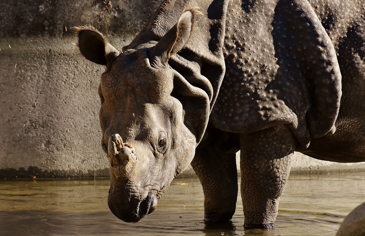 全球頂級犬種威猛與力量解讀,世界十大兇犬最新排名