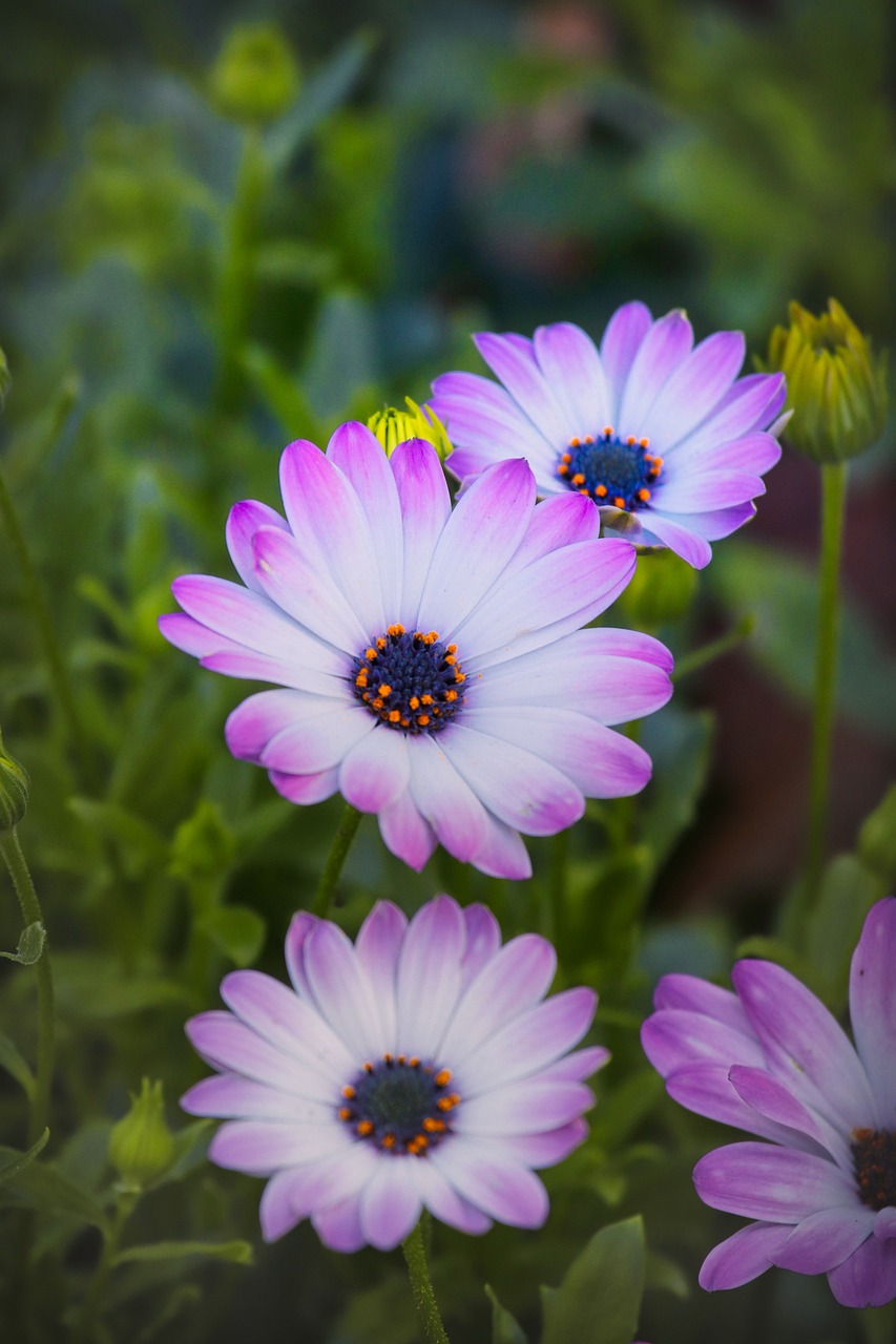 四環生物股票最新消息深度解析與動態關注