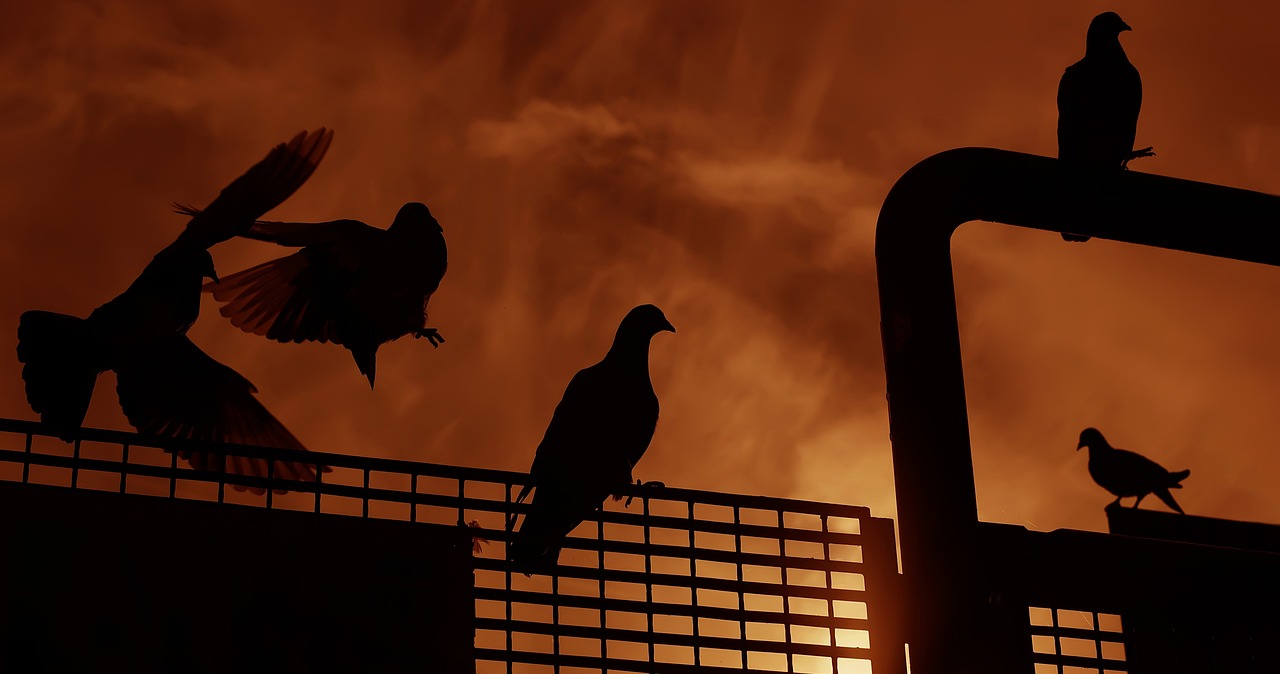 大哥最新ID探索之旅，啟示與揭秘