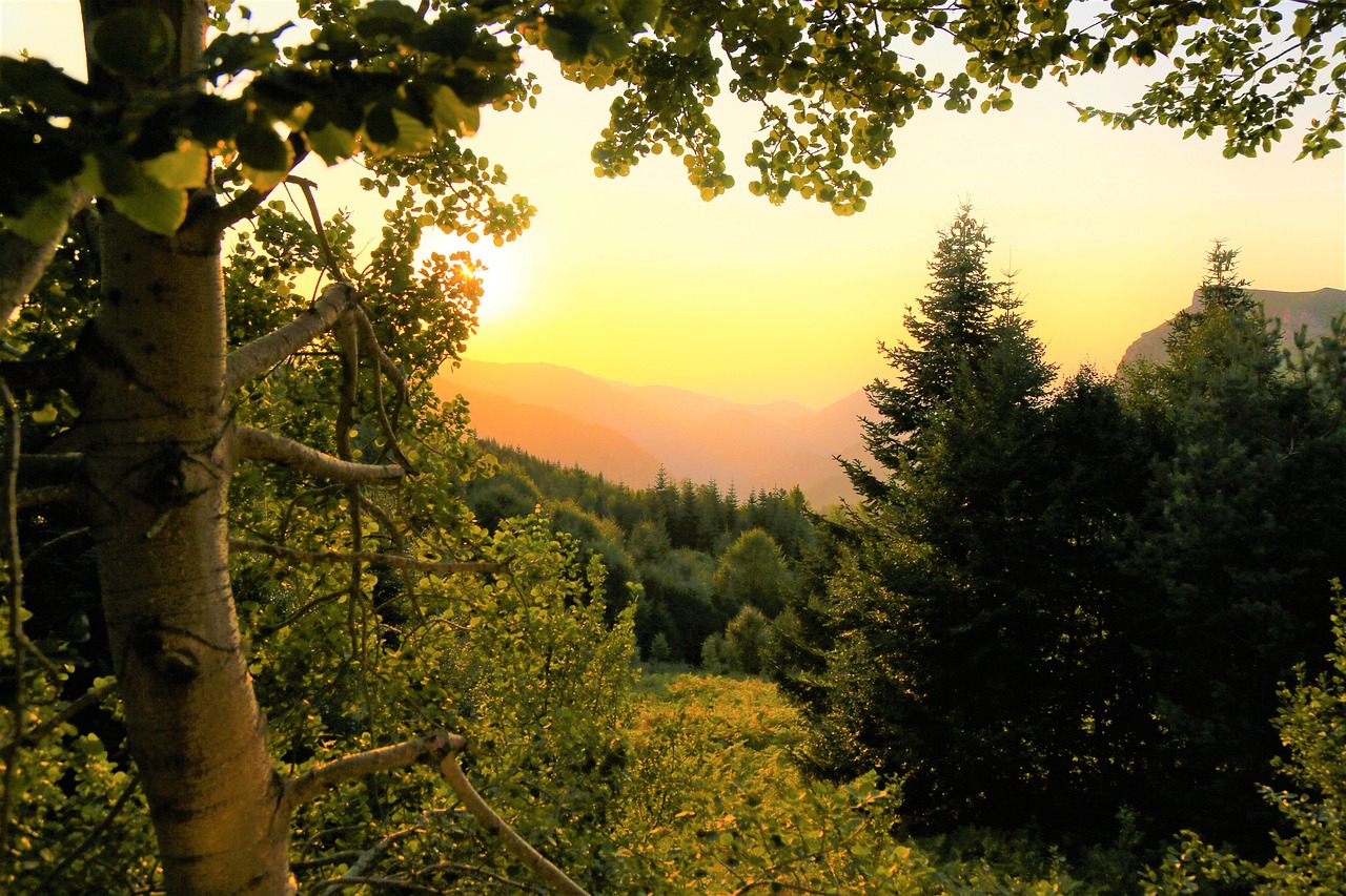 陳思成最新動態(tài),多元領域的才華橫溢之旅探索