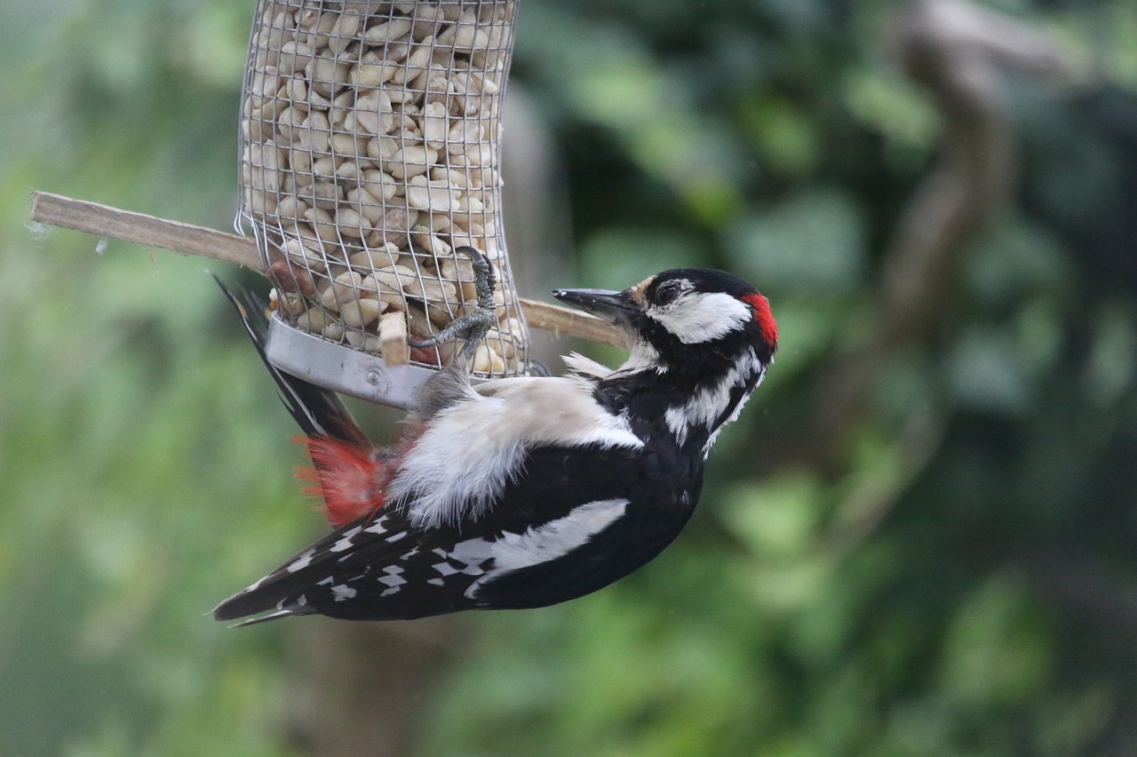 全球油品最新價(jià)格動(dòng)態(tài)及其對(duì)市場(chǎng)影響概覽