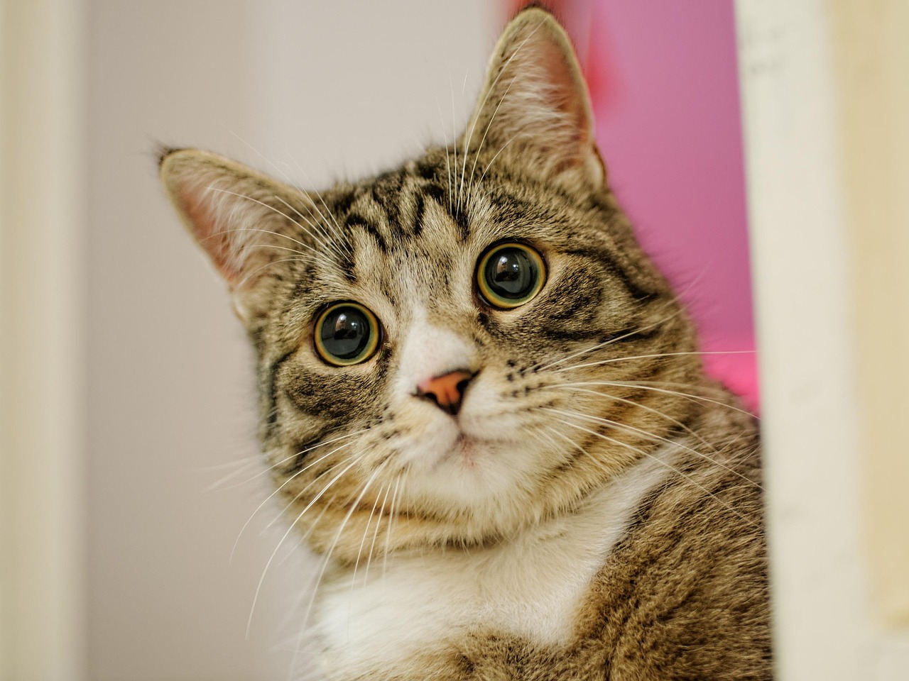 小程序最新動(dòng)態(tài),數(shù)字化時(shí)代的創(chuàng)新先鋒