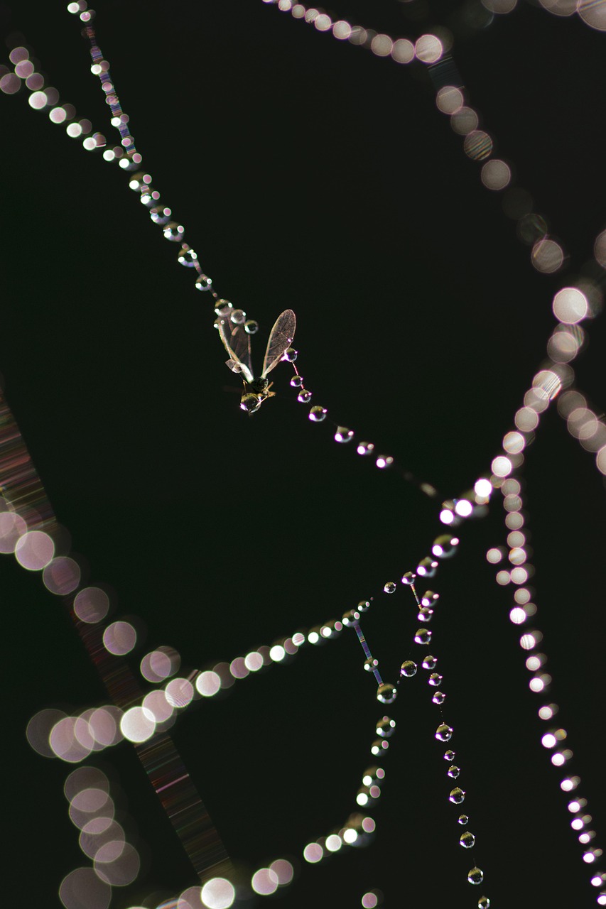 華為最新手環,科技與時尚的完美融合