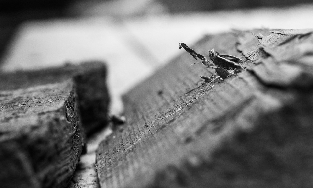 多蘭盾最新動態與技術革新概覽